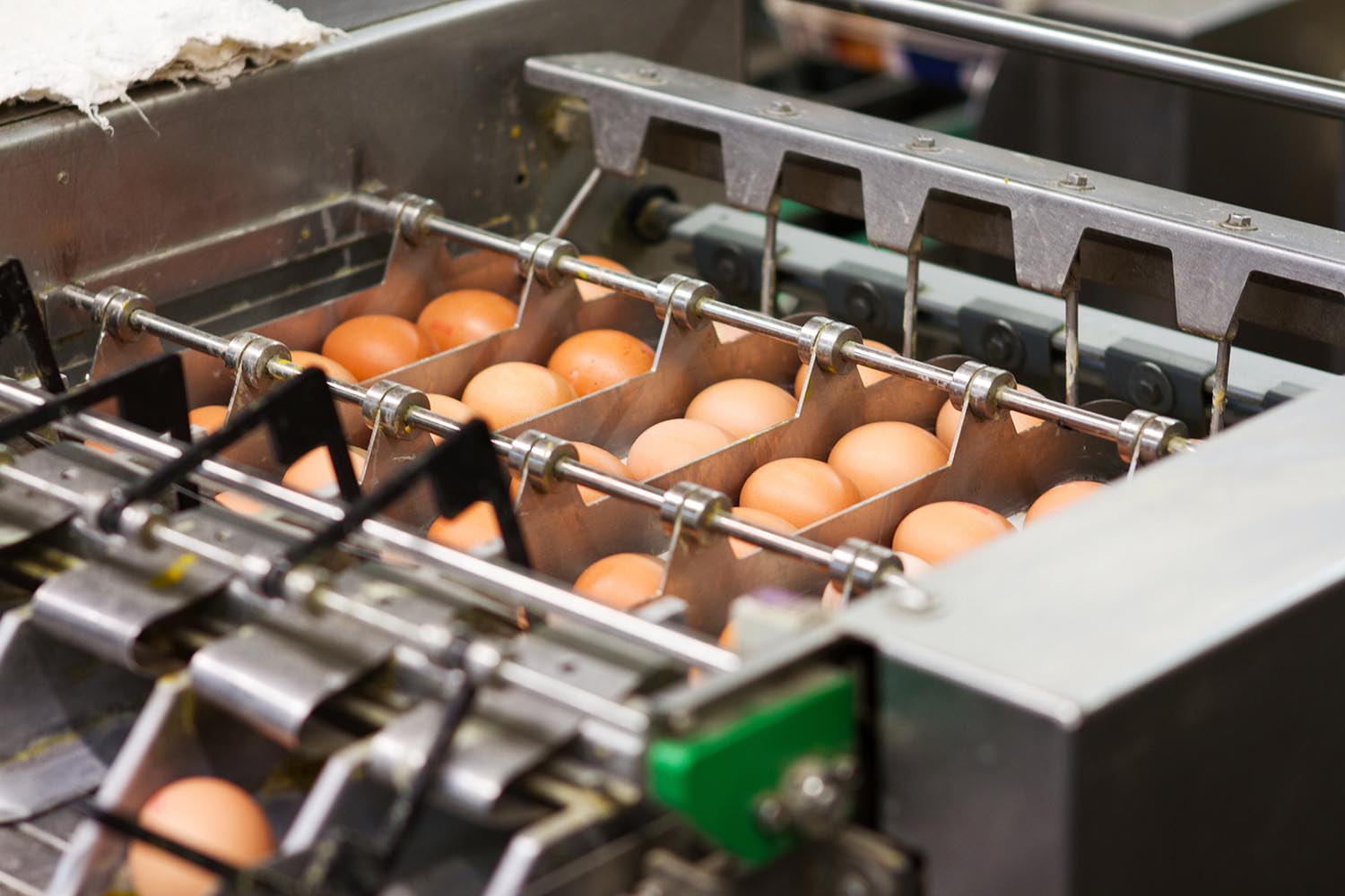 Egg factory...production line with fresh eggs Eier und Eierkartons kennzeichnen